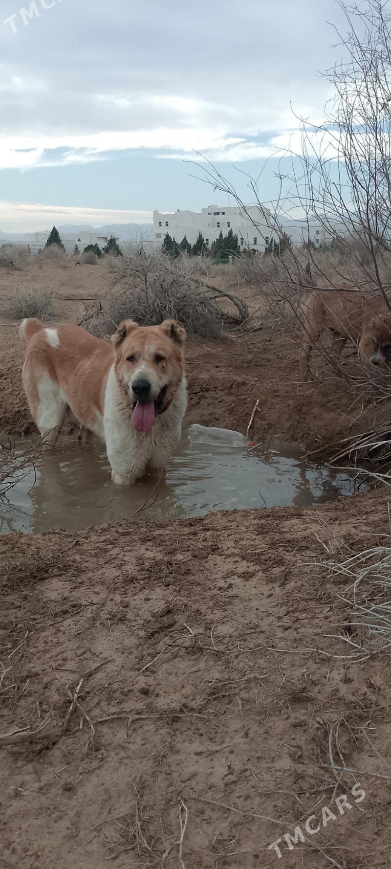 Türkmen ıt - Aşgabat - img 1
