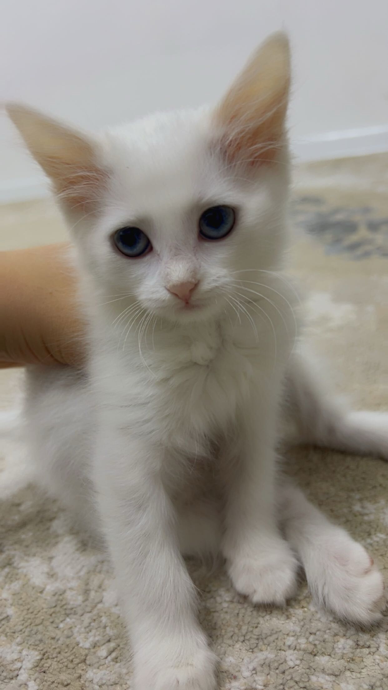 Öý haýwanlary - Büzmeýin GRES - img 1