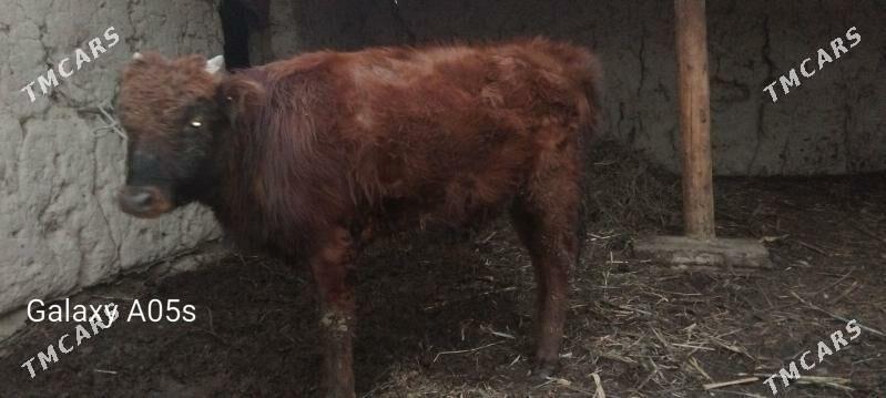 ökiz - Губадаг - img 1