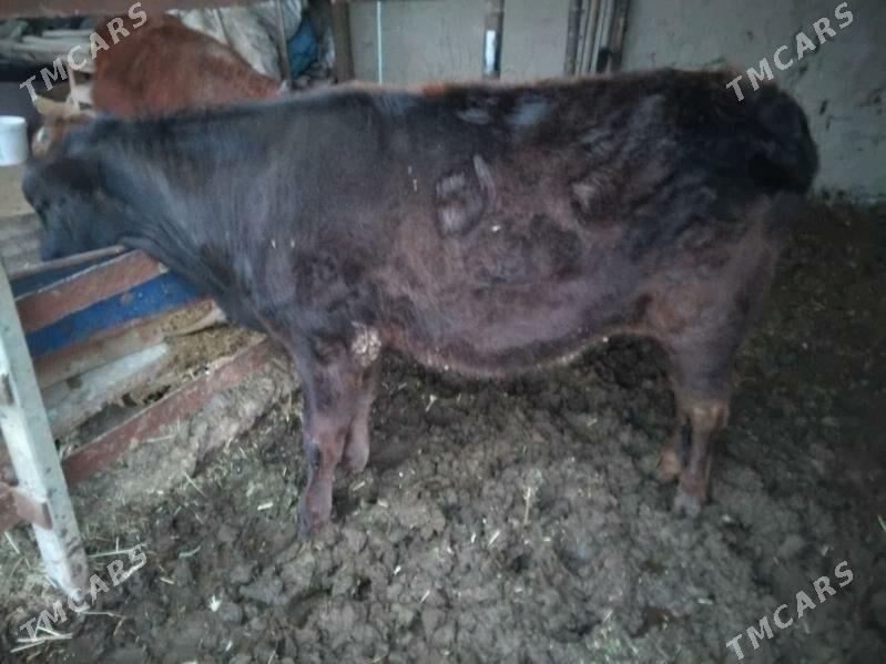 Gulojun - Sakarçäge - img 1