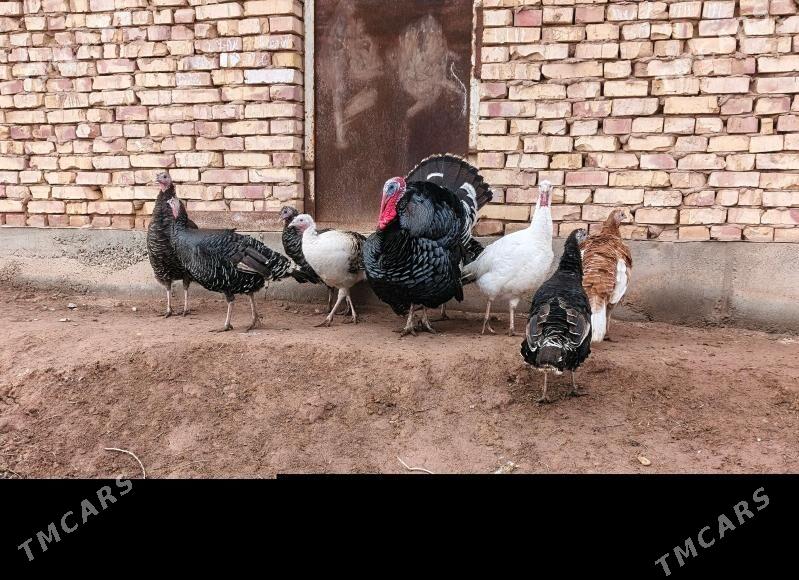 induk horaz - Tejen - img 1