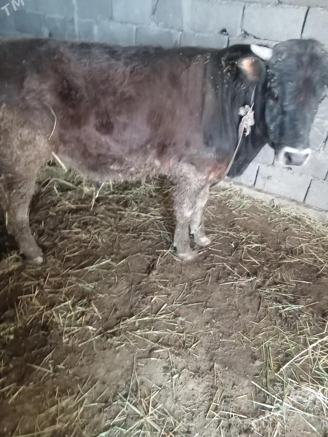 Õküz - Ak bugdaý etraby - img 1