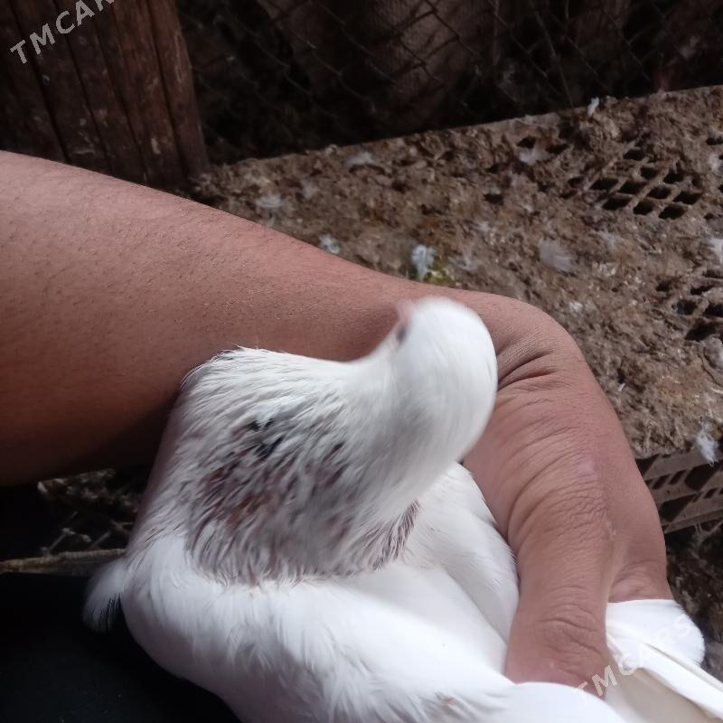 kepderi - Mary - img 1