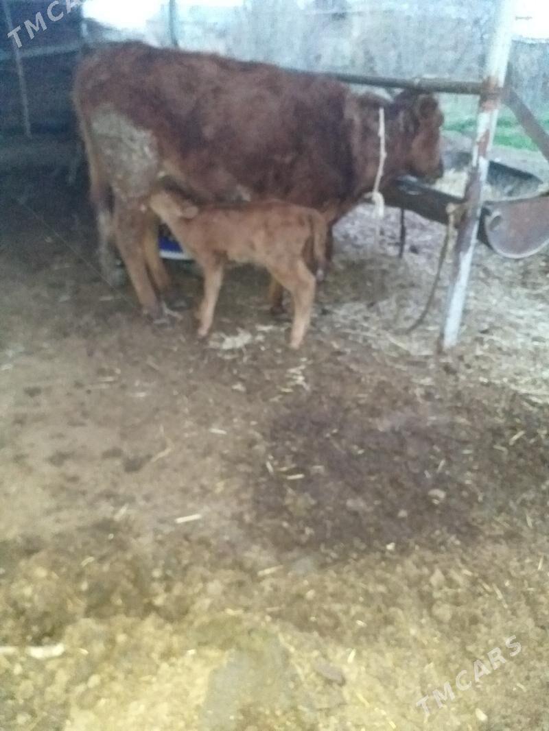 goleli sygyr - Mary - img 1