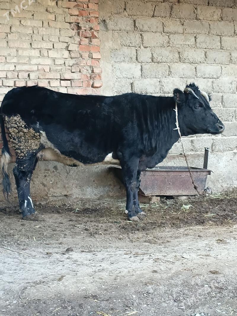 SEMIZ SYGYR - Бахарден - img 1