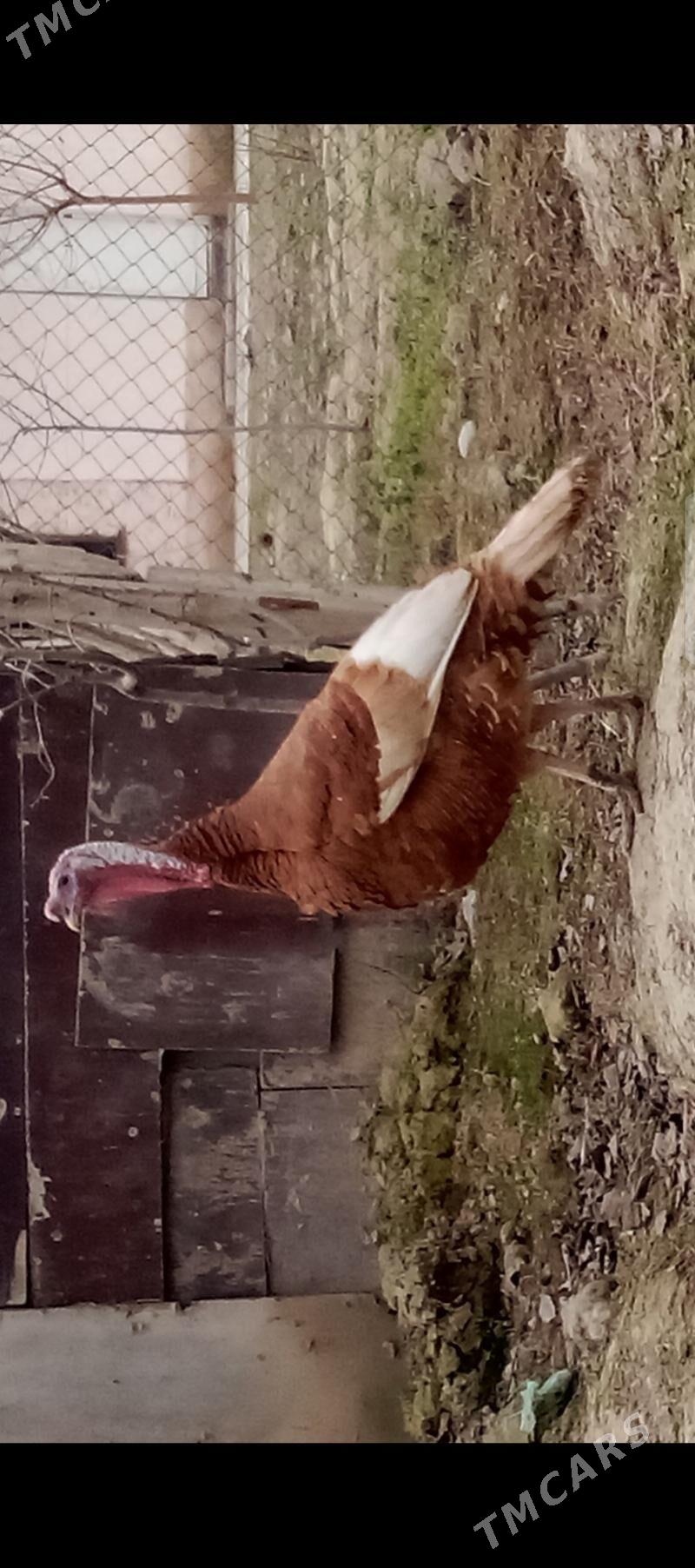 ynduk - Gökje - img 1