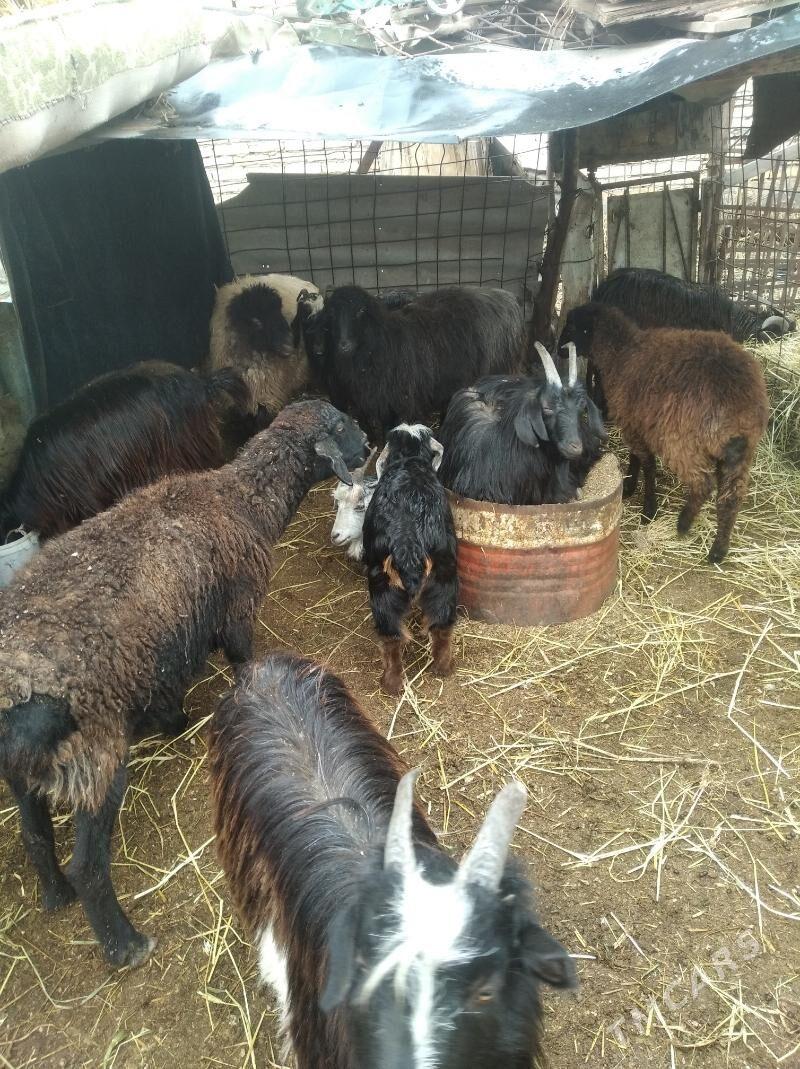 geçi we koy - Фарап - img 1