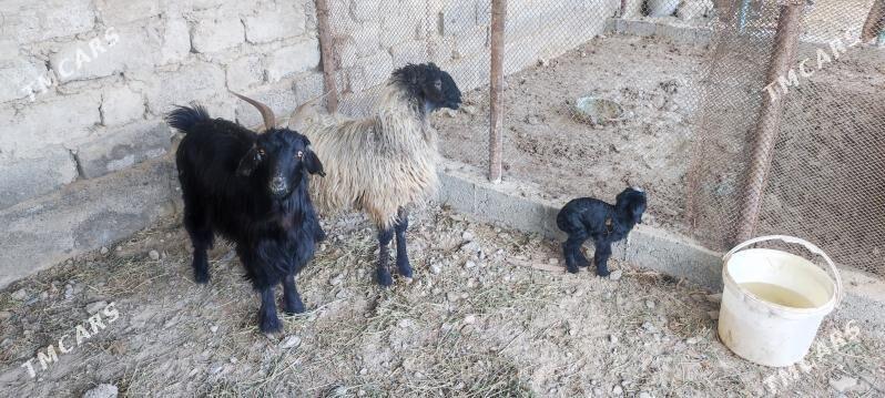 tokly - Ялкым - img 1