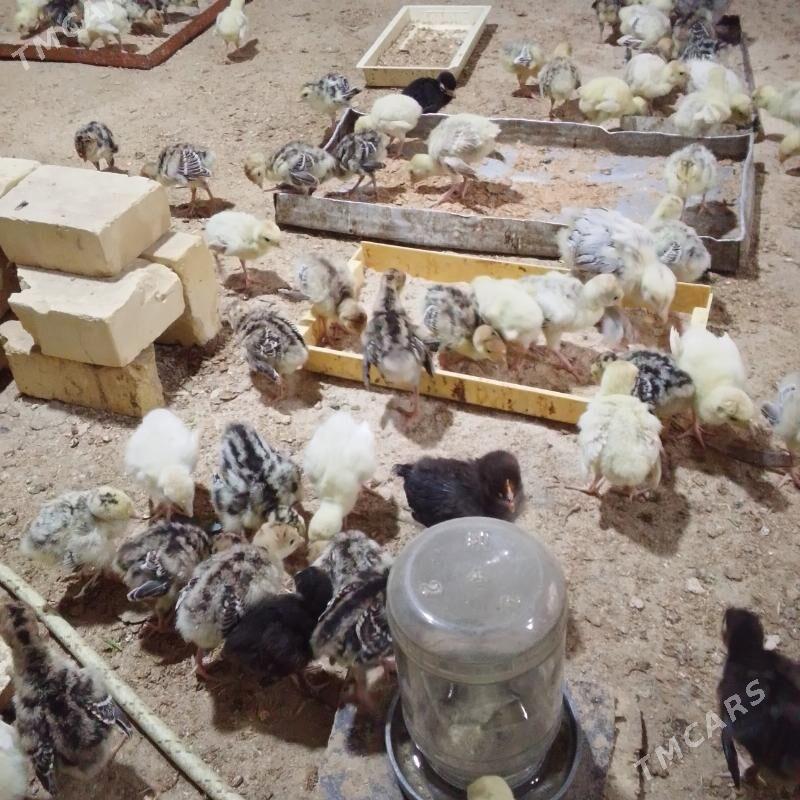 induk jije - Байрамали - img 1