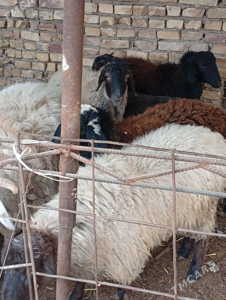 goyunlar - Туркменабат - img 1