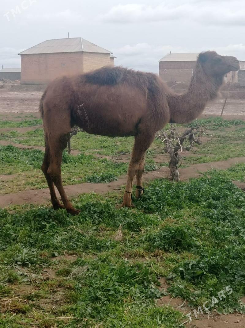 duye - Tejen - img 1