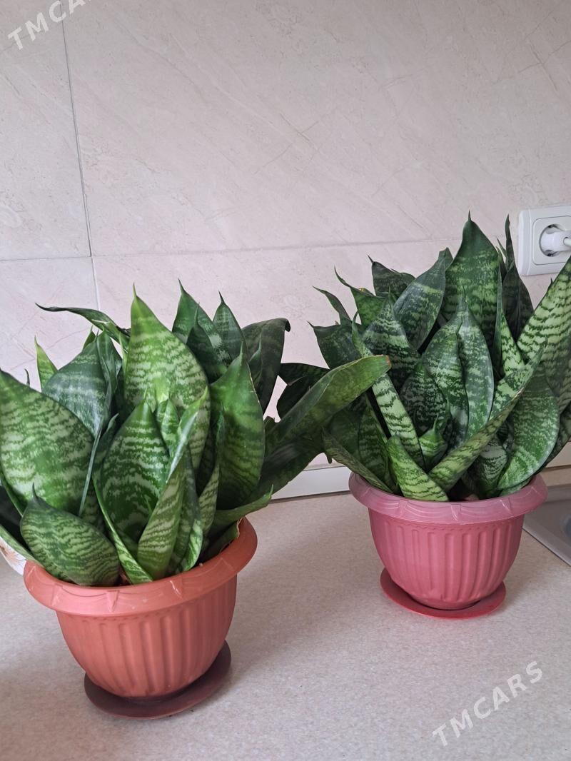 sansiveria gul - Ашхабад - img 1