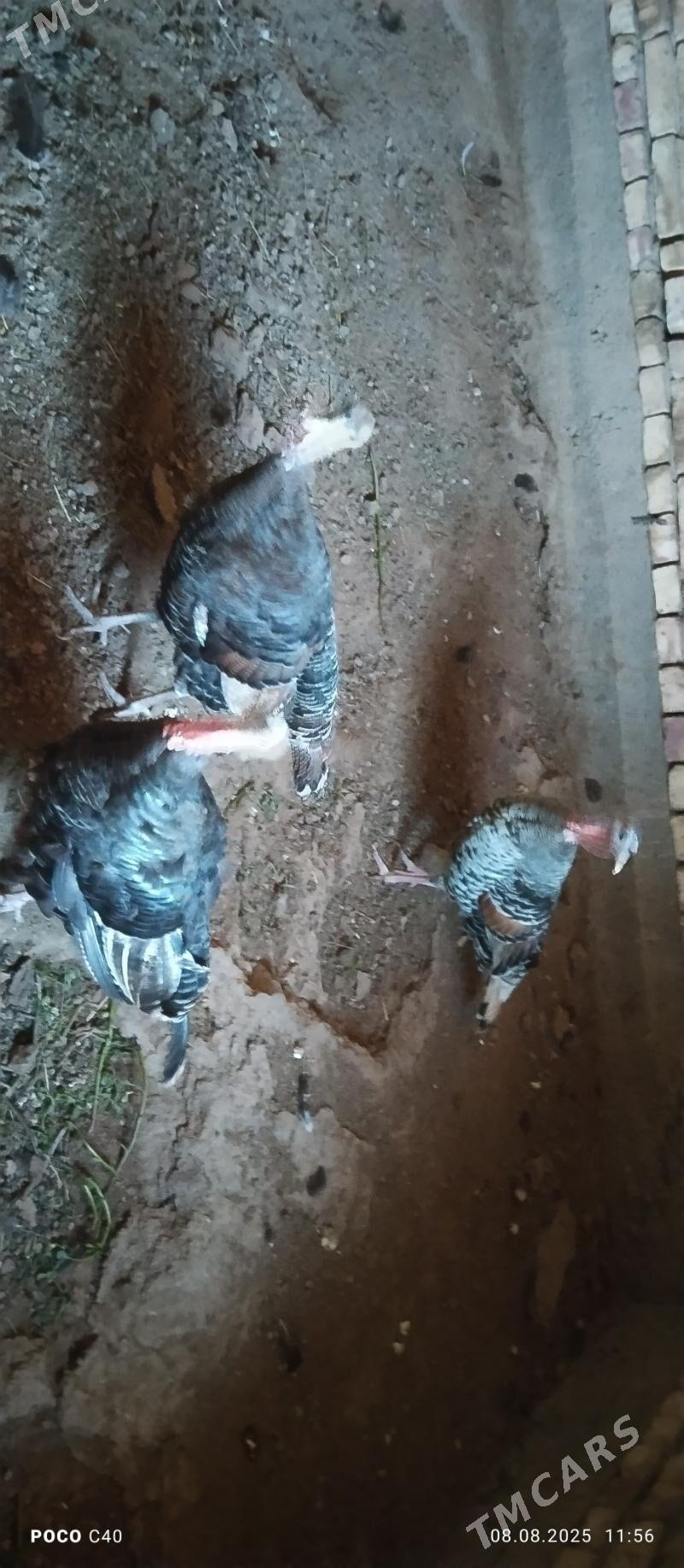 induk - Şabat etr. - img 1