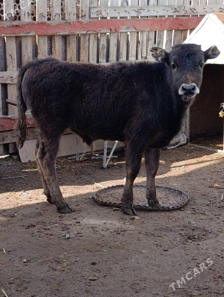 şwes tohum okuz - Гёкдепе - img 1