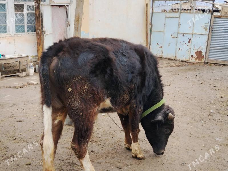 окуз - Туркменабат - img 1