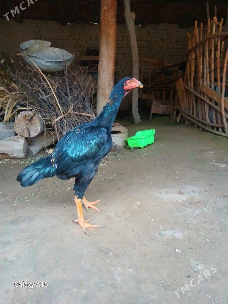 Karey juyje - Керки - img 1