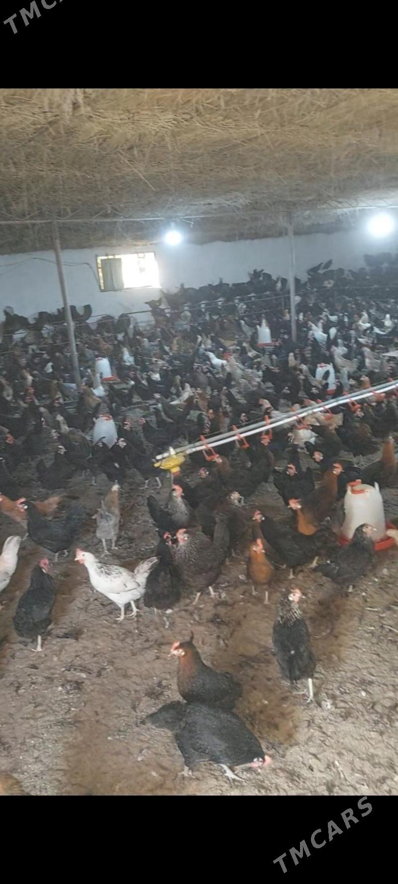 towuk домашние курицы - Туркменабат - img 1