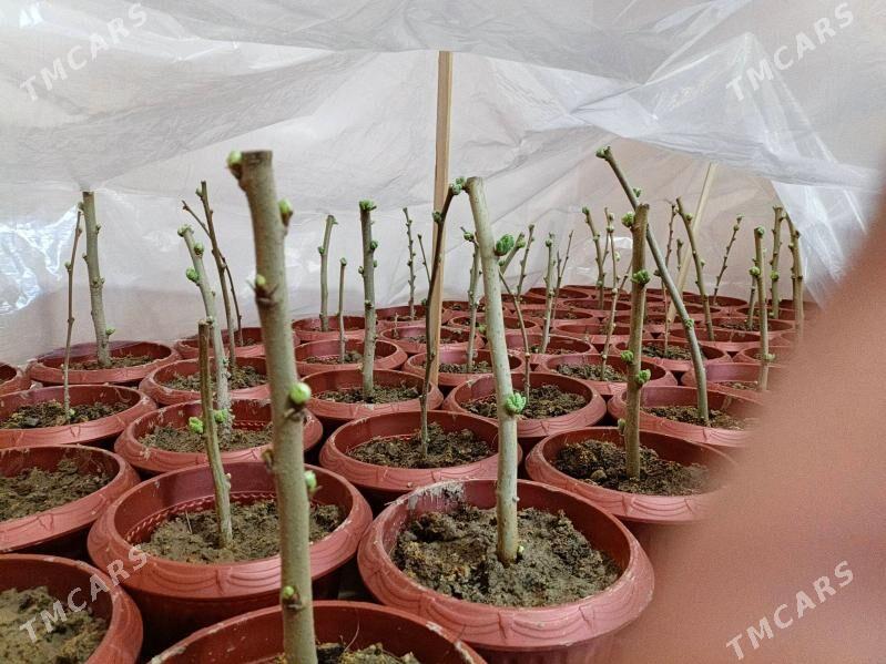 şa tut ÿaponskiÿ - Garadamak Şor - img 1