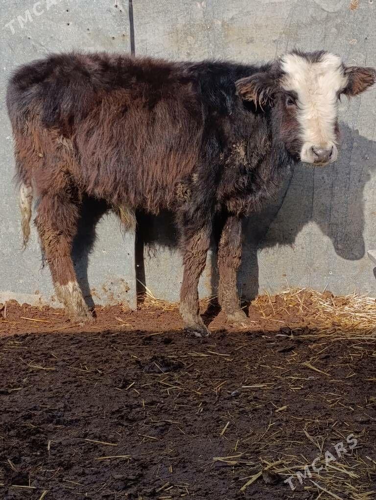 şwes tohum okuz - Гёкдепе - img 1