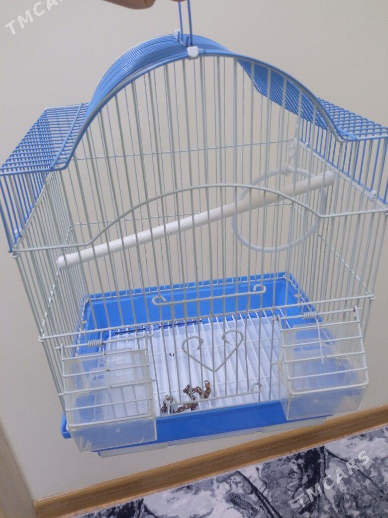 Gusun ketegi - Türkmenbaşy - img 1