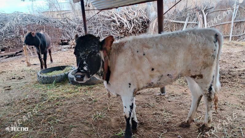 tuwe - Babadaýhan - img 1