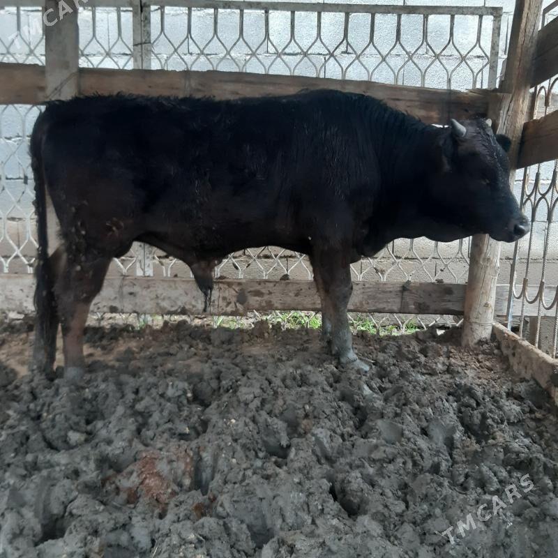 okuz - Aşgabat - img 1