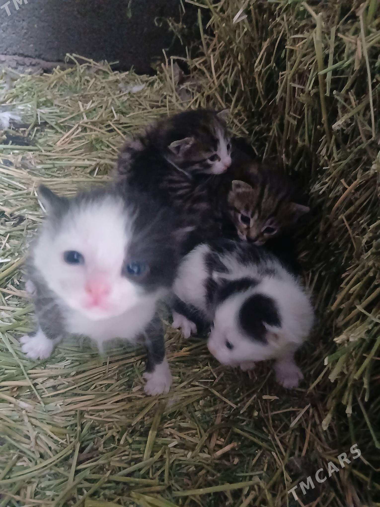 Pişik - Ашхабад - img 1