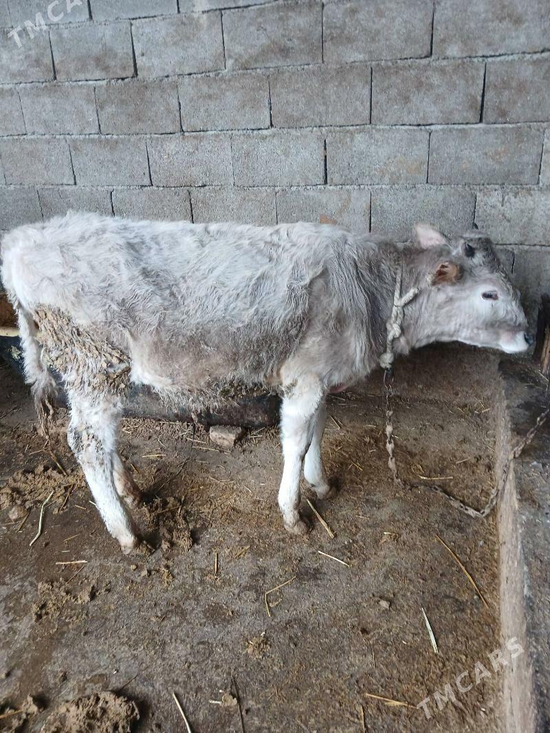 Okuz - Gökdepe - img 1