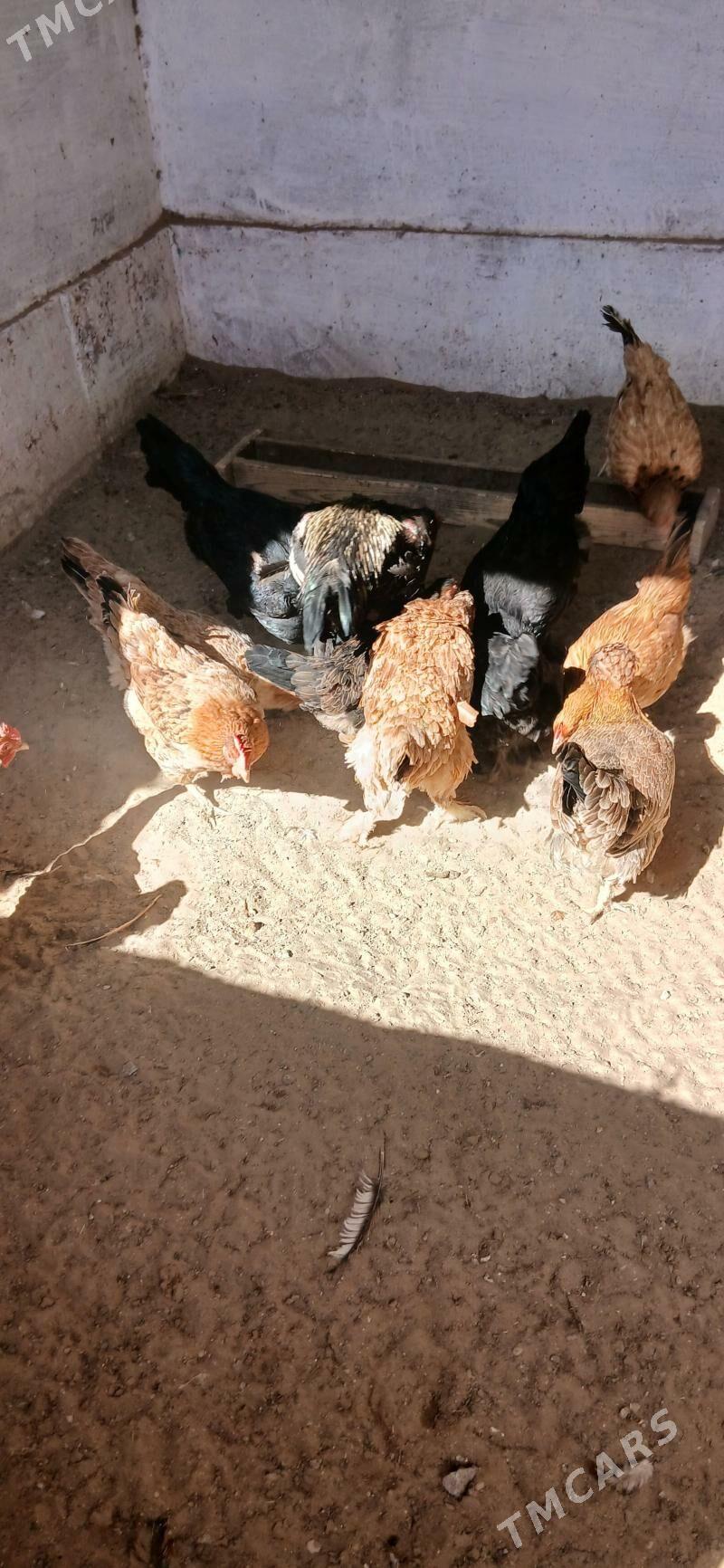 turkmen towuk - Jebel - img 1