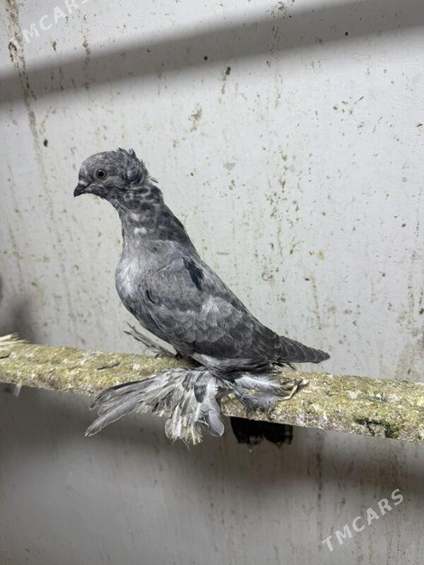 Kepderi - Aşgabat - img 1