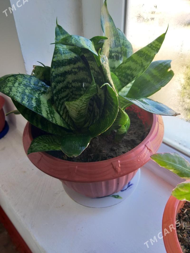 öý gülleri - Türkmenbaşy - img 1