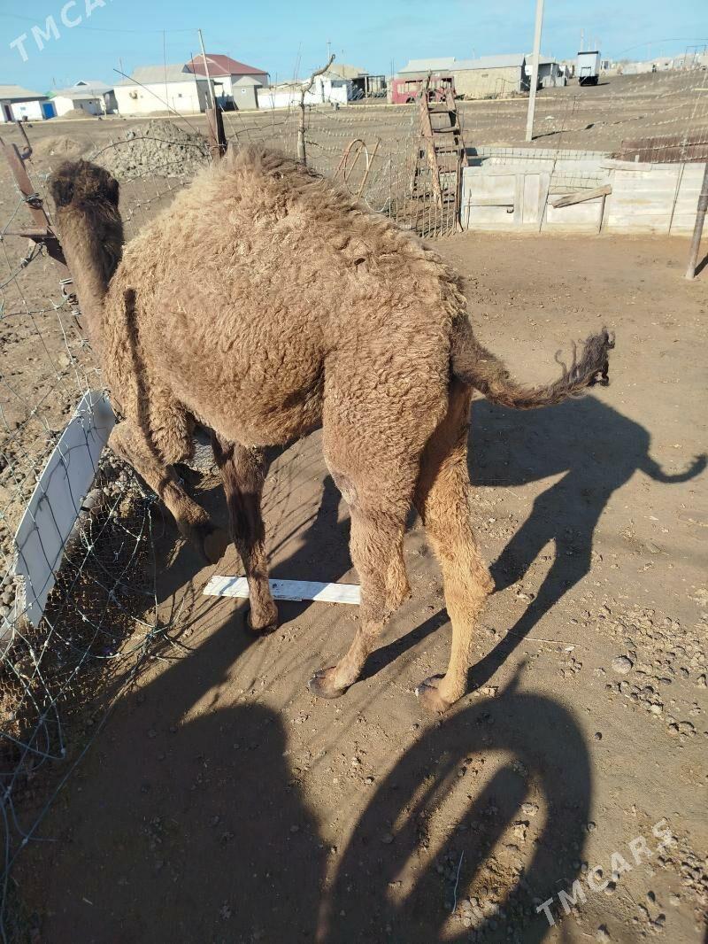 OgşukOgşuk - Эсенгулы - img 1