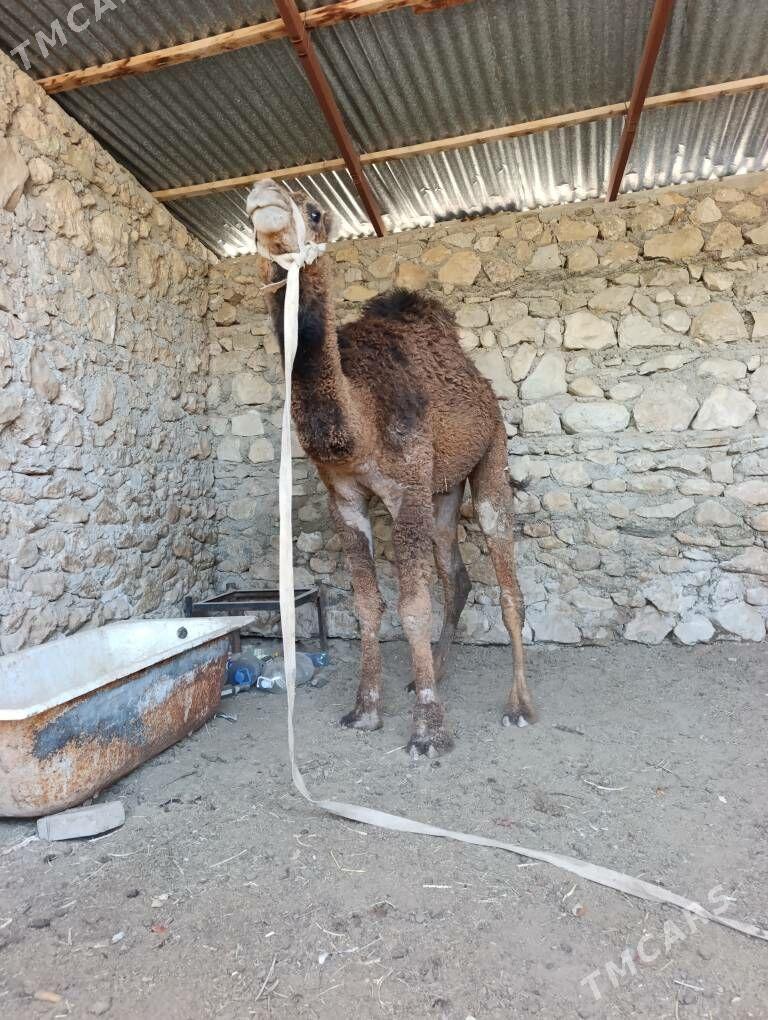 Ogsyk - Джебел - img 1