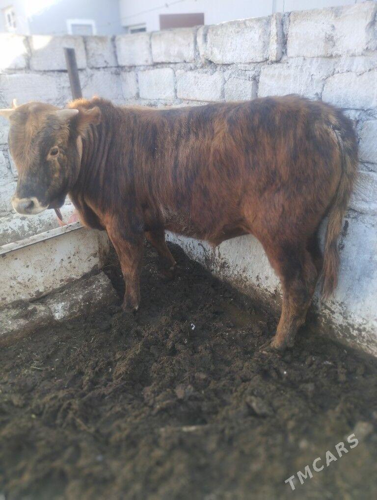 Okuz Dpga duran - Балканабат - img 1