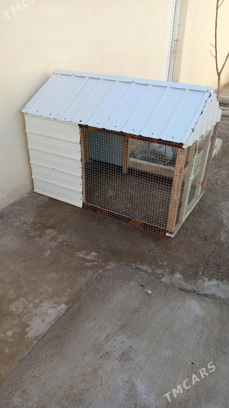 Juje ketek - Balkanabat - img 1