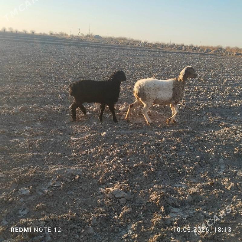 гузулы гойун - Çärjew - img 1