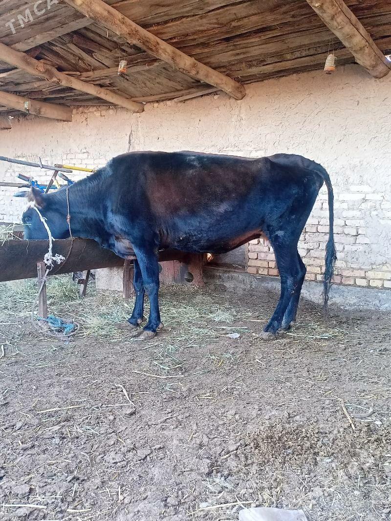 inek - Çärjew - img 1