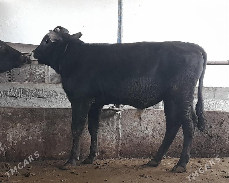 öküz - Garadamak Şor - img 1