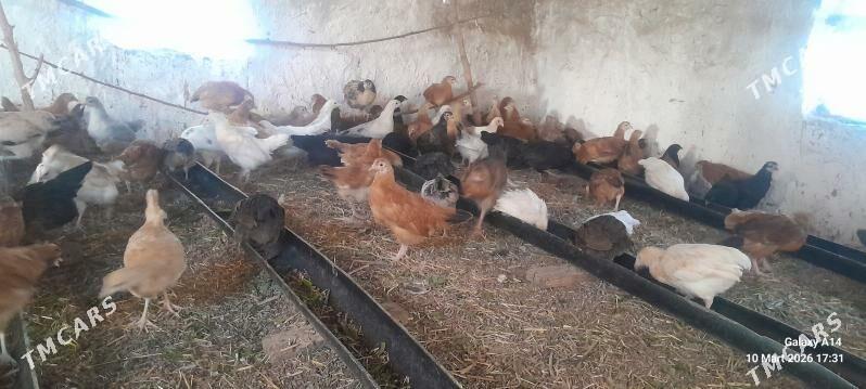 Jüỳje - Сакарчага - img 1