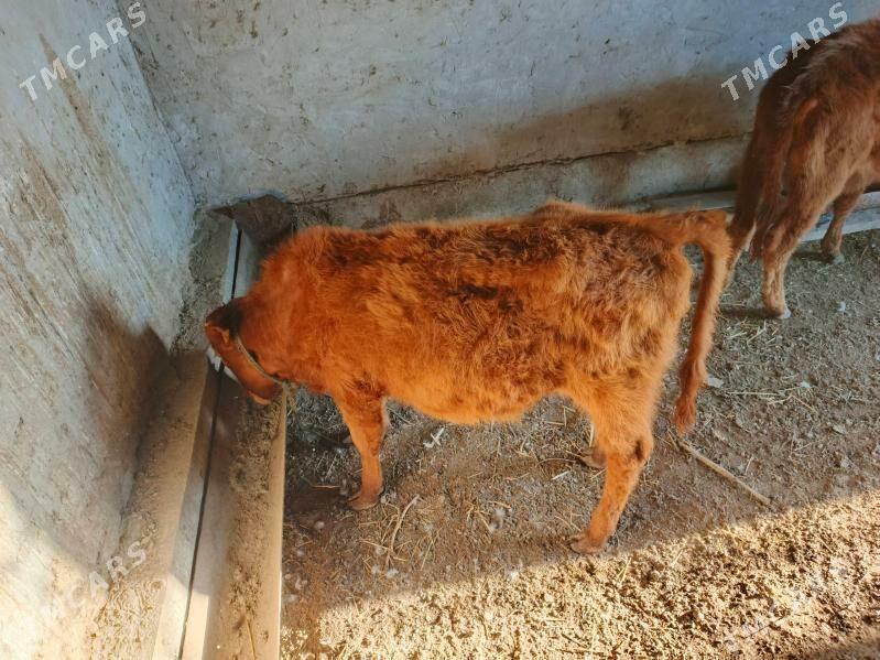 Унажын - Чарджоу - img 1