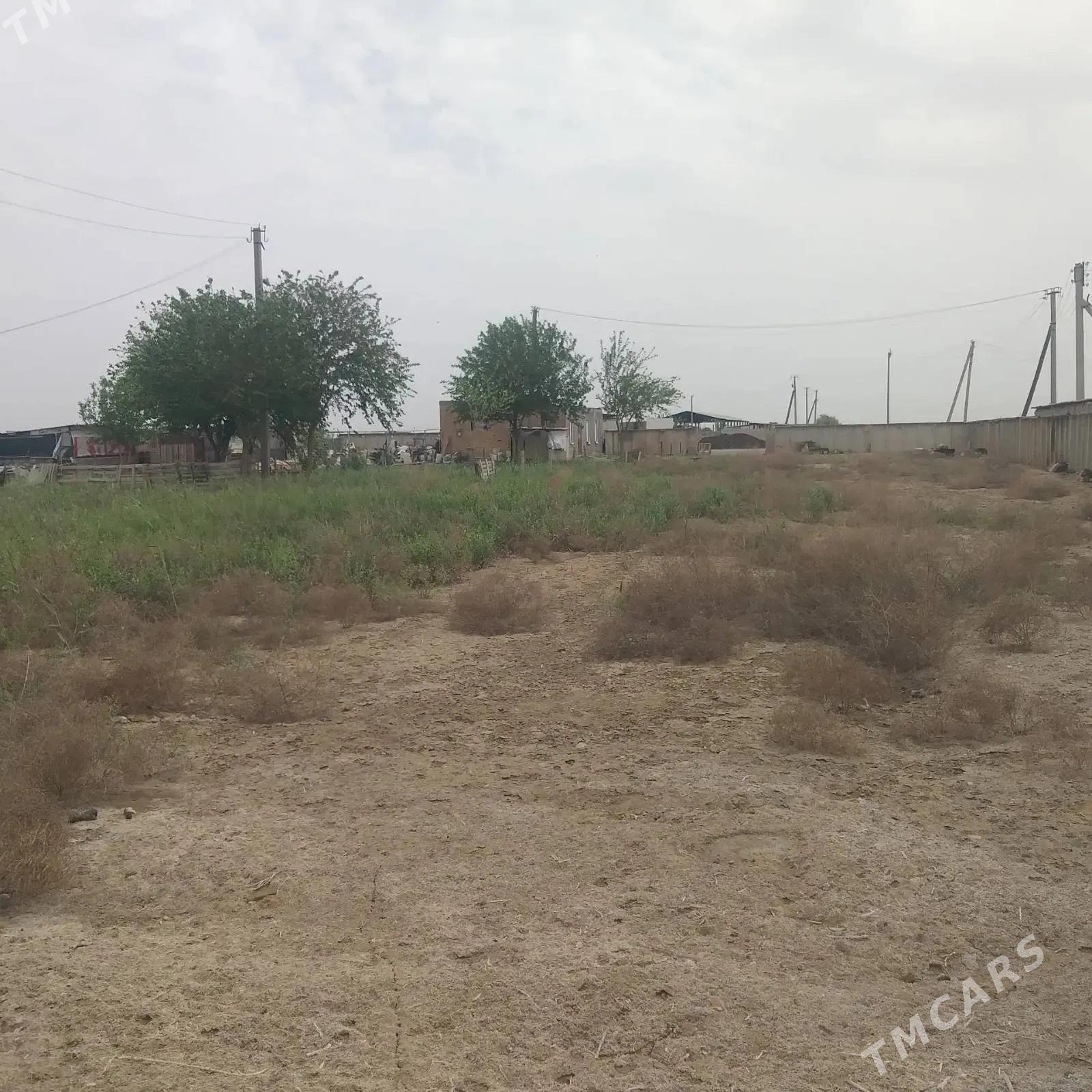 Satlyk Maldarcylyk Gyssagly - Ашхабад - img 1