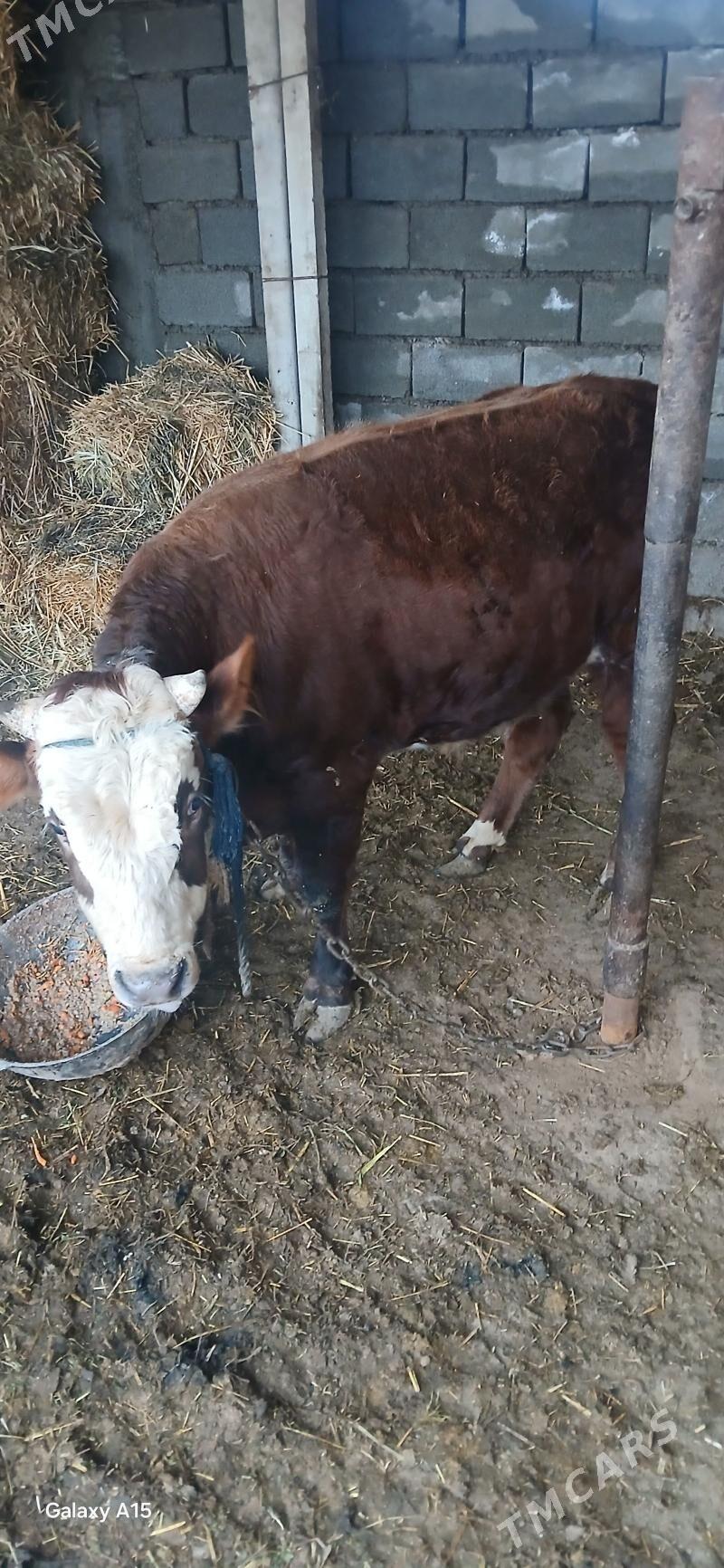 OKUZ - Ашхабад - img 1