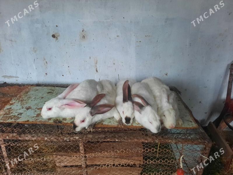 Towşan welikan erkekler - Türkmenabat - img 1