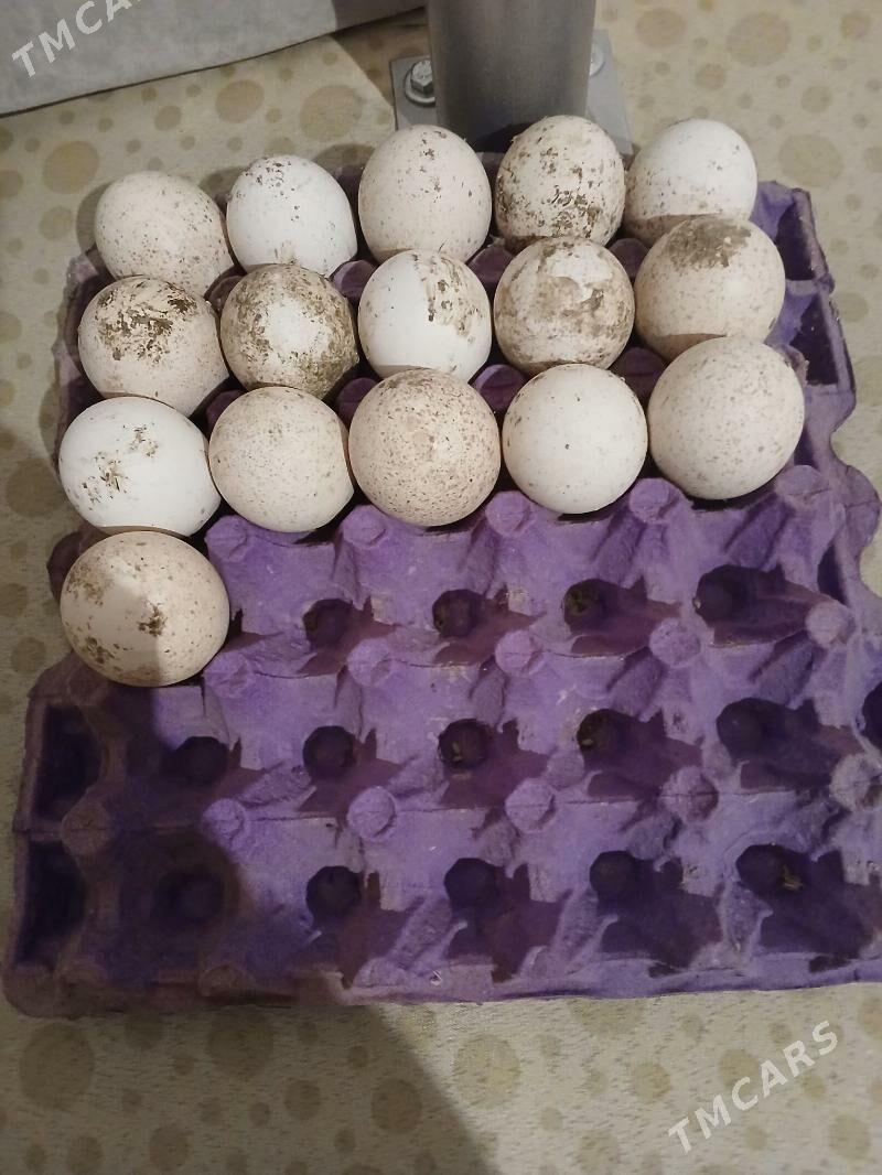 induk yumurtga - Дянев - img 1