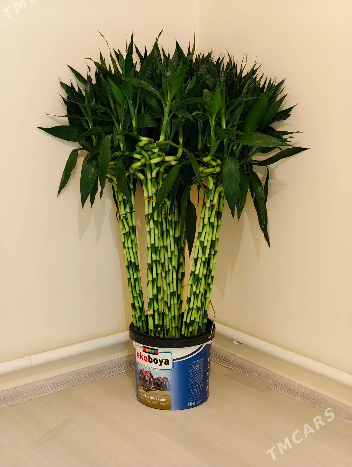 Bambuk güli - Ашхабад - img 1