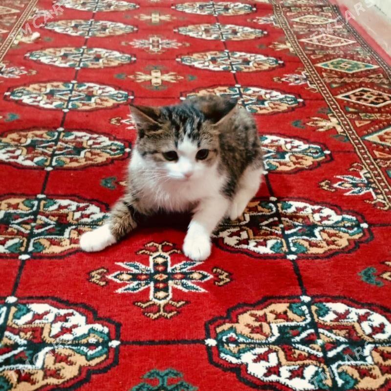 öý pişigi - Шабатский этрап - img 1