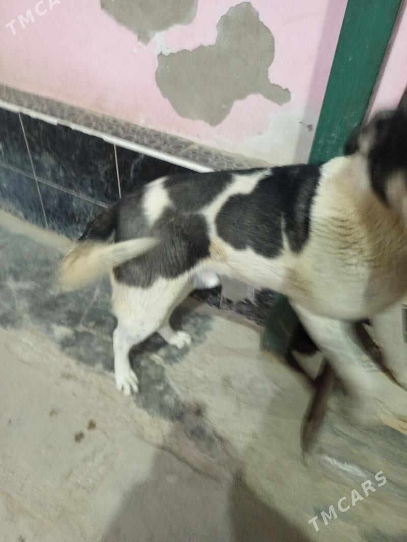 şatlyk - Шабатский этрап - img 1