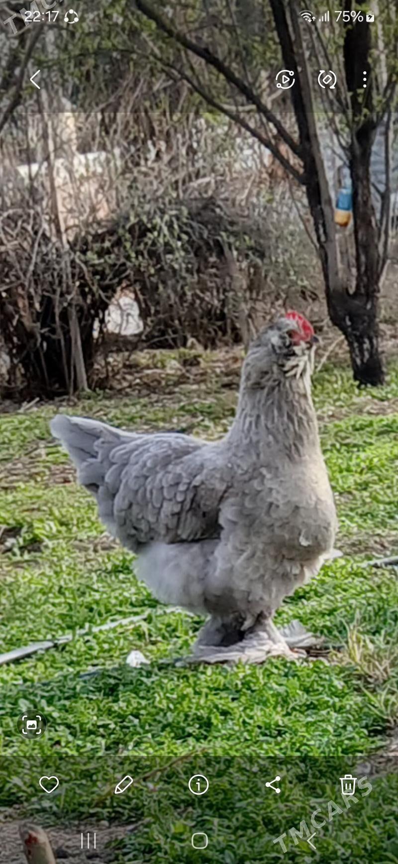 Brama aryol - Gökdepe - img 1