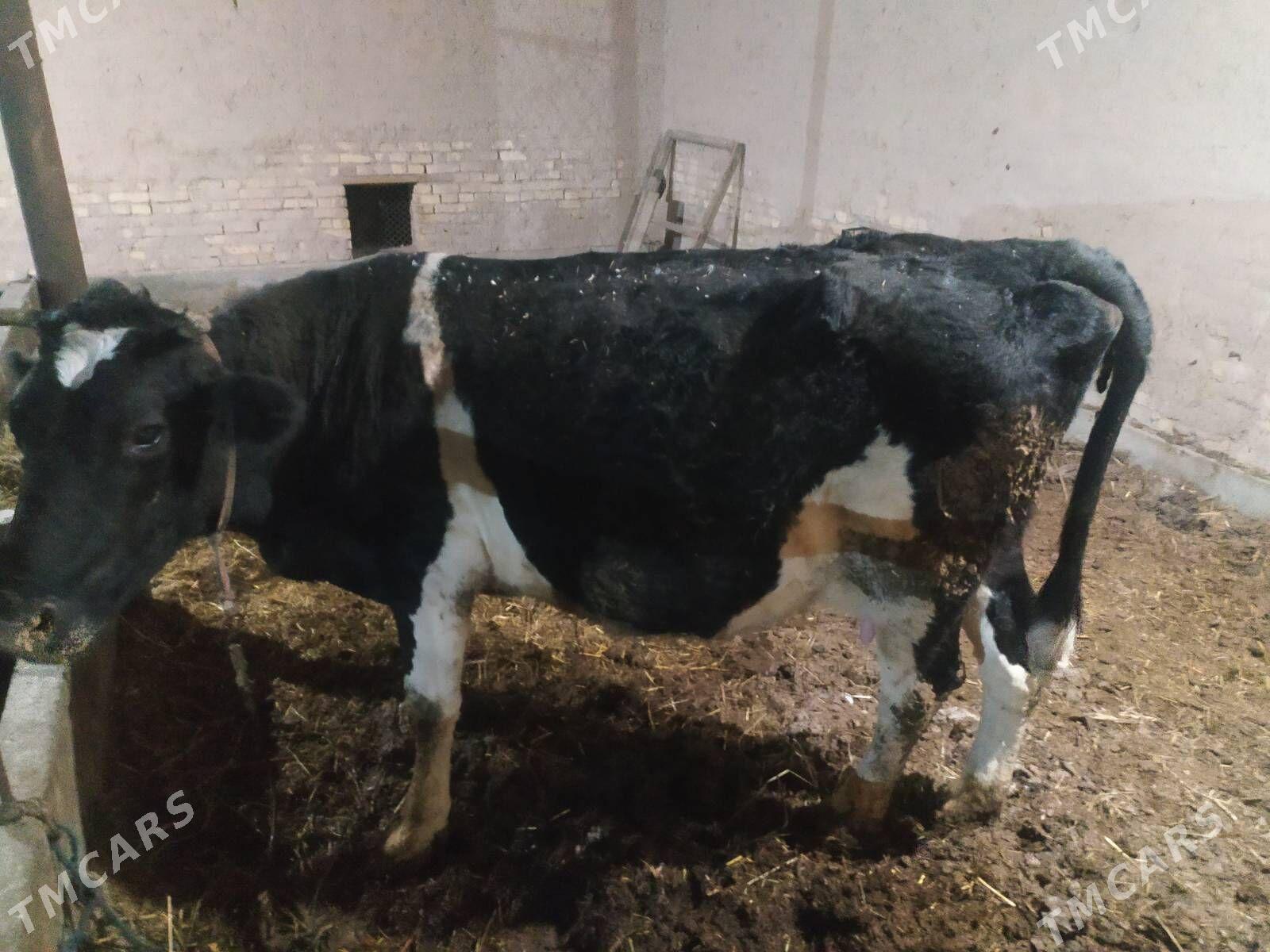 Germanka sygyr - Dänew - img 1