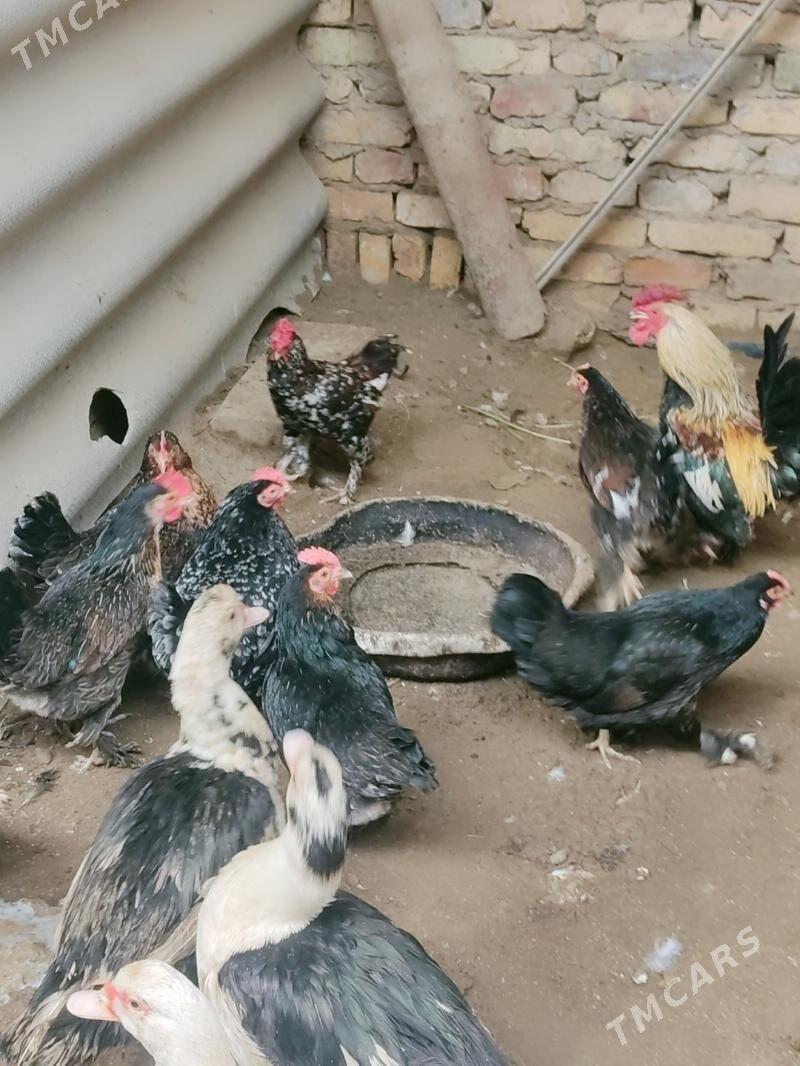 yaponcikler - Çärjew - img 1